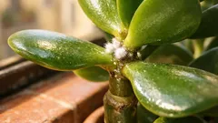 Come curare l’albero di giada in estate: luce, acqua e trucchi anti stress