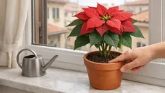 Come salvare la stella di Natale dopo le feste: luce, acqua e temperatura senza errori