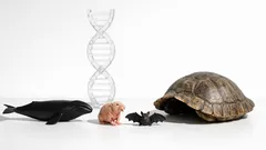 Gli animali più longevi del pianeta e il segreto che potrebbe rallentare l’invecchiamento