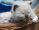 Foto Cuccioli