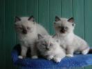 Foto Cuccioli