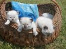 Foto Cuccioli