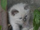Foto Cuccioli