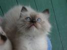 Foto Cuccioli
