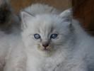 Foto Cuccioli
