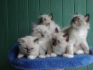 Foto Cuccioli