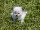 Foto Cuccioli