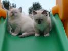 Foto Cuccioli