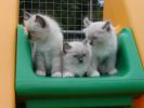 Foto Cuccioli