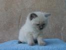 Foto Cuccioli