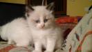 Foto Cuccioli