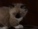 Foto Cuccioli