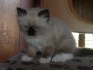 Foto Cuccioli