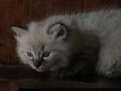 Foto Cuccioli
