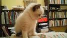 Foto Cuccioli
