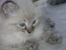 Foto Cuccioli