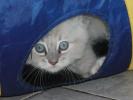 Foto Cuccioli