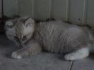 Foto Cuccioli