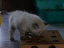 Foto Cuccioli