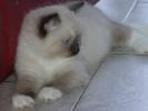 Foto Cuccioli