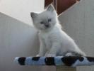 Foto Cuccioli