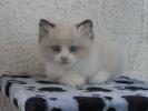 Foto Cuccioli