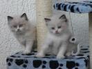 Foto Cuccioli