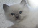 Foto Cuccioli