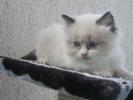 Foto Cuccioli