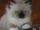 Foto Cuccioli