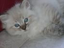 Foto Cuccioli