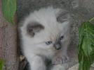 Foto Cuccioli