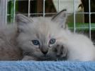 Foto Cuccioli