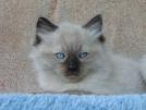 Foto Cuccioli