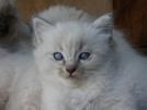 Foto Cuccioli