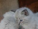 Foto Cuccioli