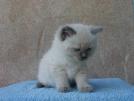 Foto Cuccioli