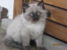 Foto Cuccioli