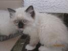 Foto Cuccioli