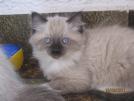 Foto Cuccioli